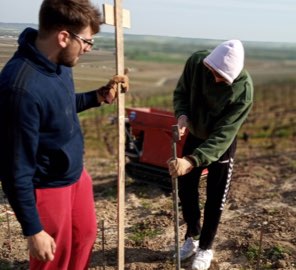 parcelles vignoble Mailly-Champagne (51)