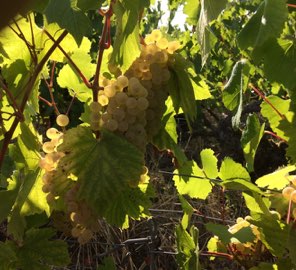 cépages, vignoble dans la Marne (51)