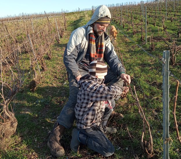 Travail dans le vignoble à Mailly-Champagne (51)