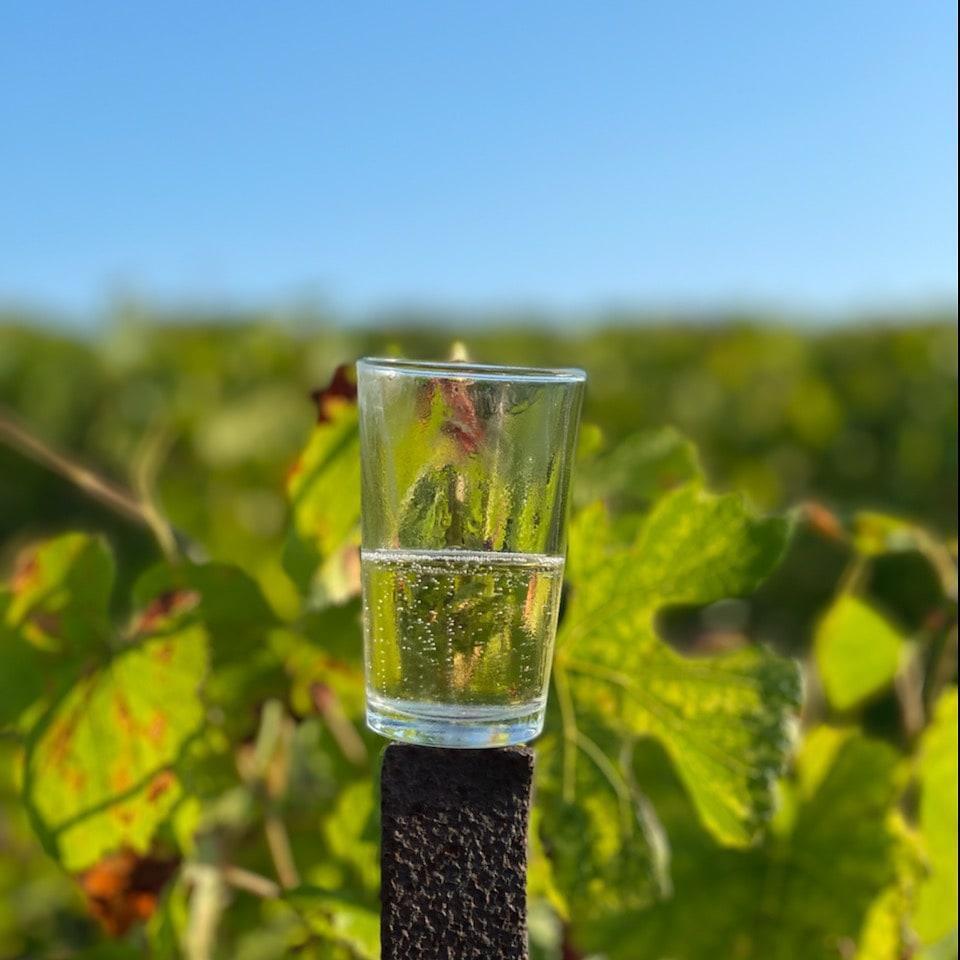 Vendanges 2021